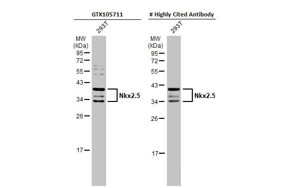 NKX2.5 Antibody - BSA Free
