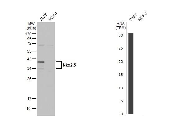 NKX2.5 Antibody - BSA Free