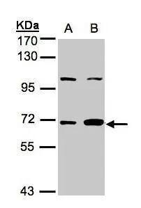 GBP1 Antibody - BSA Free
