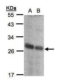 NQO-2 Antibody - BSA Free
