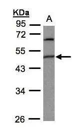 GPI8 Antibody - BSA Free