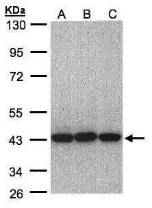 EIF3S3 Antibody - BSA Free