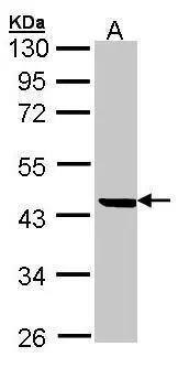 SERPINB1 Antibody - BSA Free