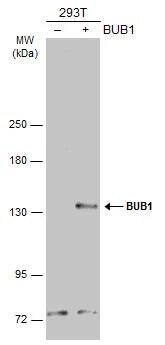 Bub1 Antibody - BSA Free