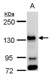 Bub1 Antibody - BSA Free