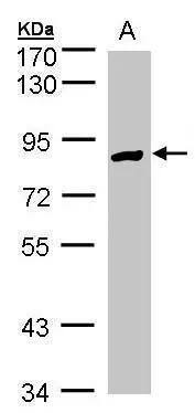 Glucose 1-dehydrogenase Antibody - BSA Free