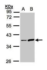 Prostasin/Prss8 Antibody - BSA Free
