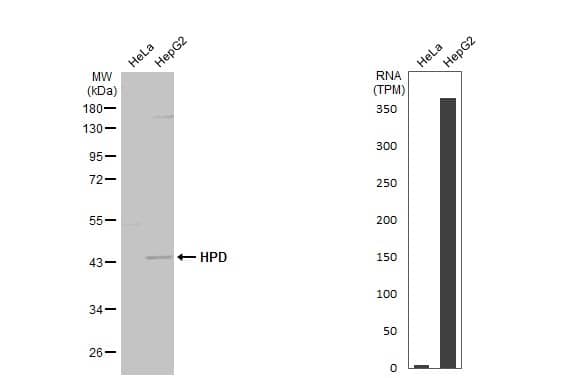HPD Antibody