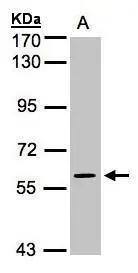 ERK4/MAPK4 Antibody - BSA Free