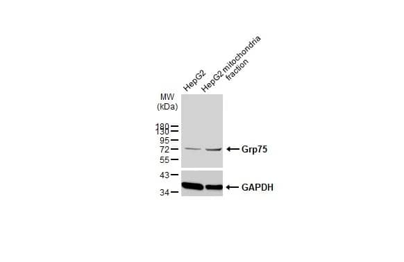GRP75/HSPA9B/Mortalin Antibody