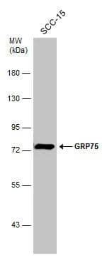 GRP75/HSPA9B/Mortalin Antibody