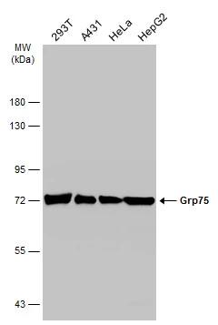 GRP75/HSPA9B/Mortalin Antibody