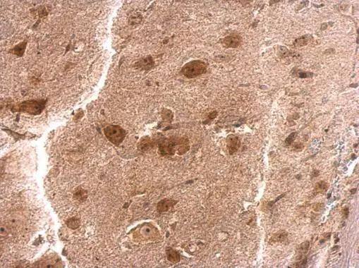 RPS3A Antibody - BSA Free