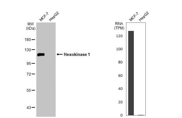 Hexokinase 1 Antibody