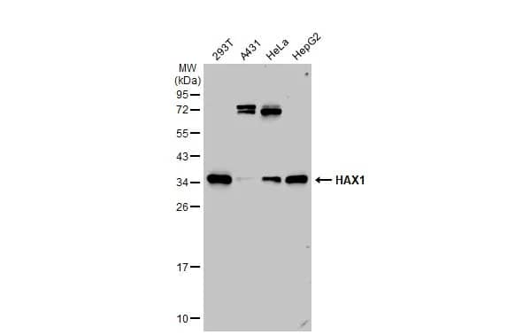 HAX-1 Antibody