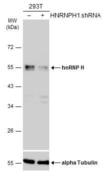 hnRNP H Antibody