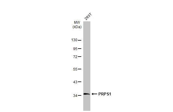 PRPS1 Antibody - BSA Free