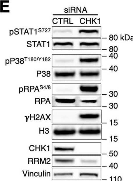 RRM2 Antibody - Azide Free