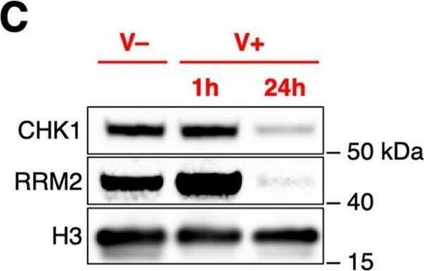 RRM2 Antibody - Azide Free