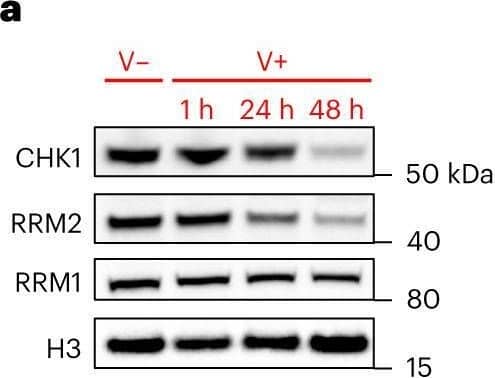 RRM2 Antibody - Azide Free