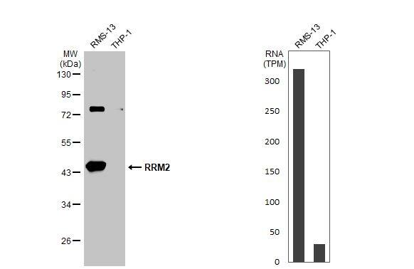 RRM2 Antibody - Azide Free