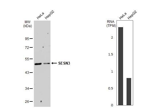 SESN3 Antibody