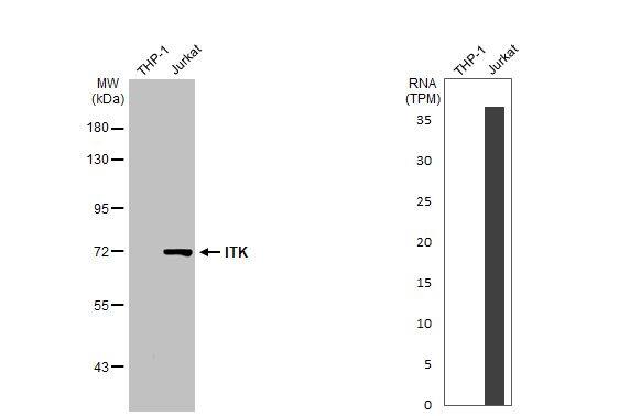 ITK Antibody