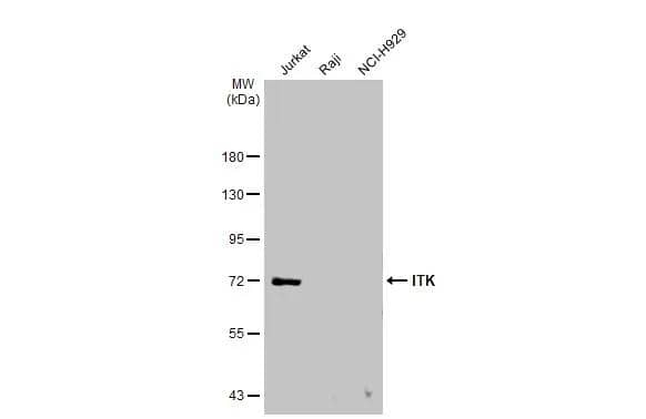 ITK Antibody