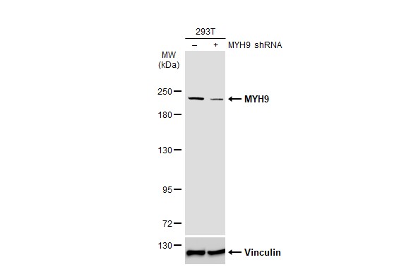 non-muscle Myosin IIA Antibody