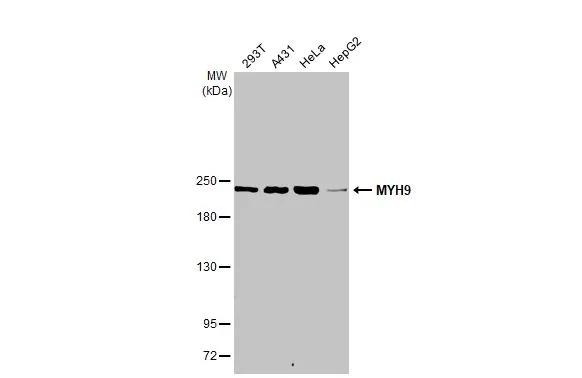 non-muscle Myosin IIA Antibody