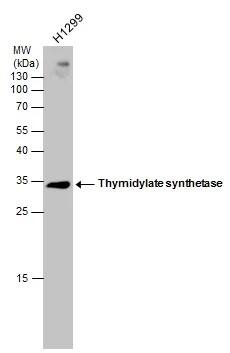 Thromboxane synthase Antibody