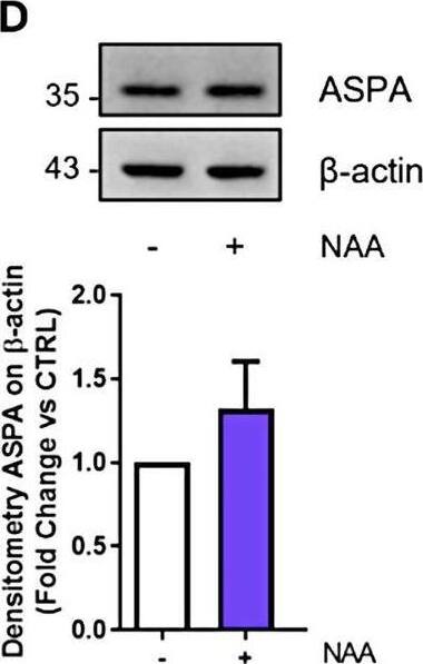 ASPA Antibody - BSA Free