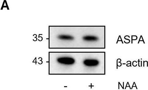 ASPA Antibody - BSA Free
