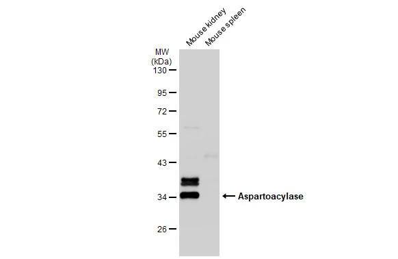 ASPA Antibody - BSA Free