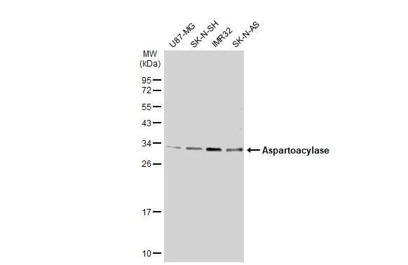 ASPA Antibody - BSA Free