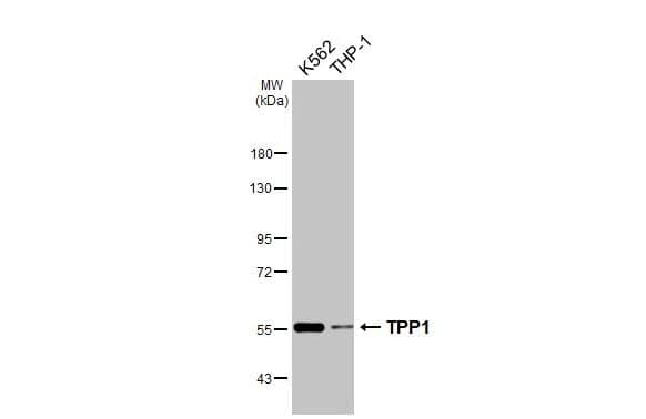 Tripeptidyl-Peptidase I/TPP1 Antibody - BSA Free