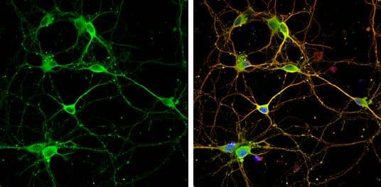 CRMP2 Antibody - BSA Free