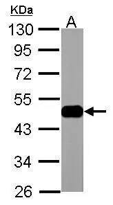 ENO3 Antibody