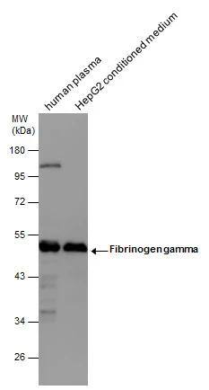 Fibrinogen gamma chain Antibody - BSA Free