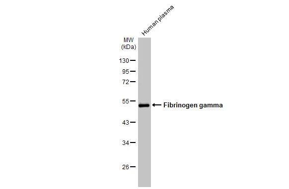 Fibrinogen gamma chain Antibody - BSA Free