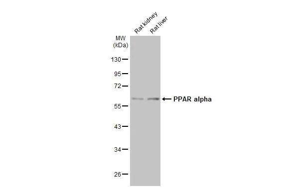 PPAR alpha/NR1C1 Antibody - BSA Free