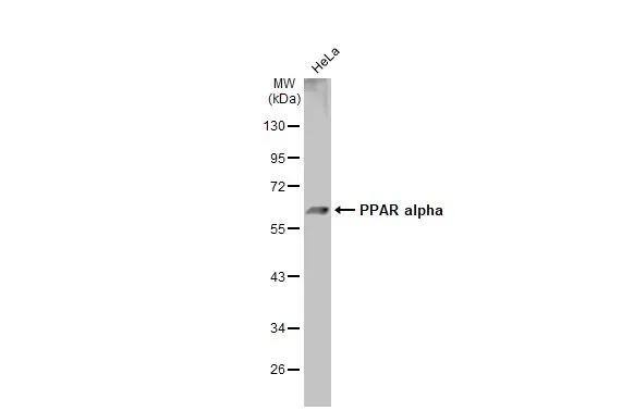 PPAR alpha/NR1C1 Antibody - BSA Free