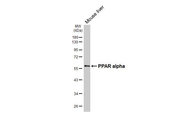 PPAR alpha/NR1C1 Antibody - BSA Free