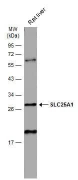 SLC25A1 Antibody