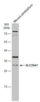 SLC25A1 Antibody