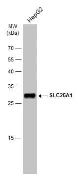 SLC25A1 Antibody