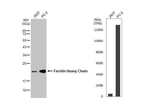 Ferritin Heavy Chain Antibody
