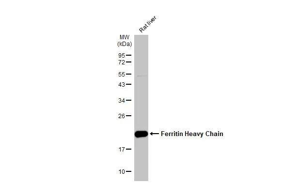 Ferritin Heavy Chain Antibody - BSA Free
