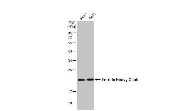 Ferritin Heavy Chain Antibody - BSA Free