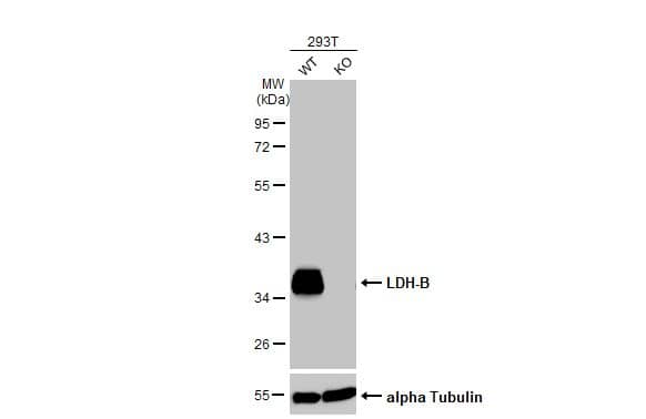 Lactate Dehydrogenase B Antibody